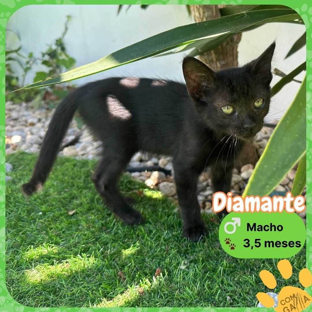 Gatinhos para adoção
