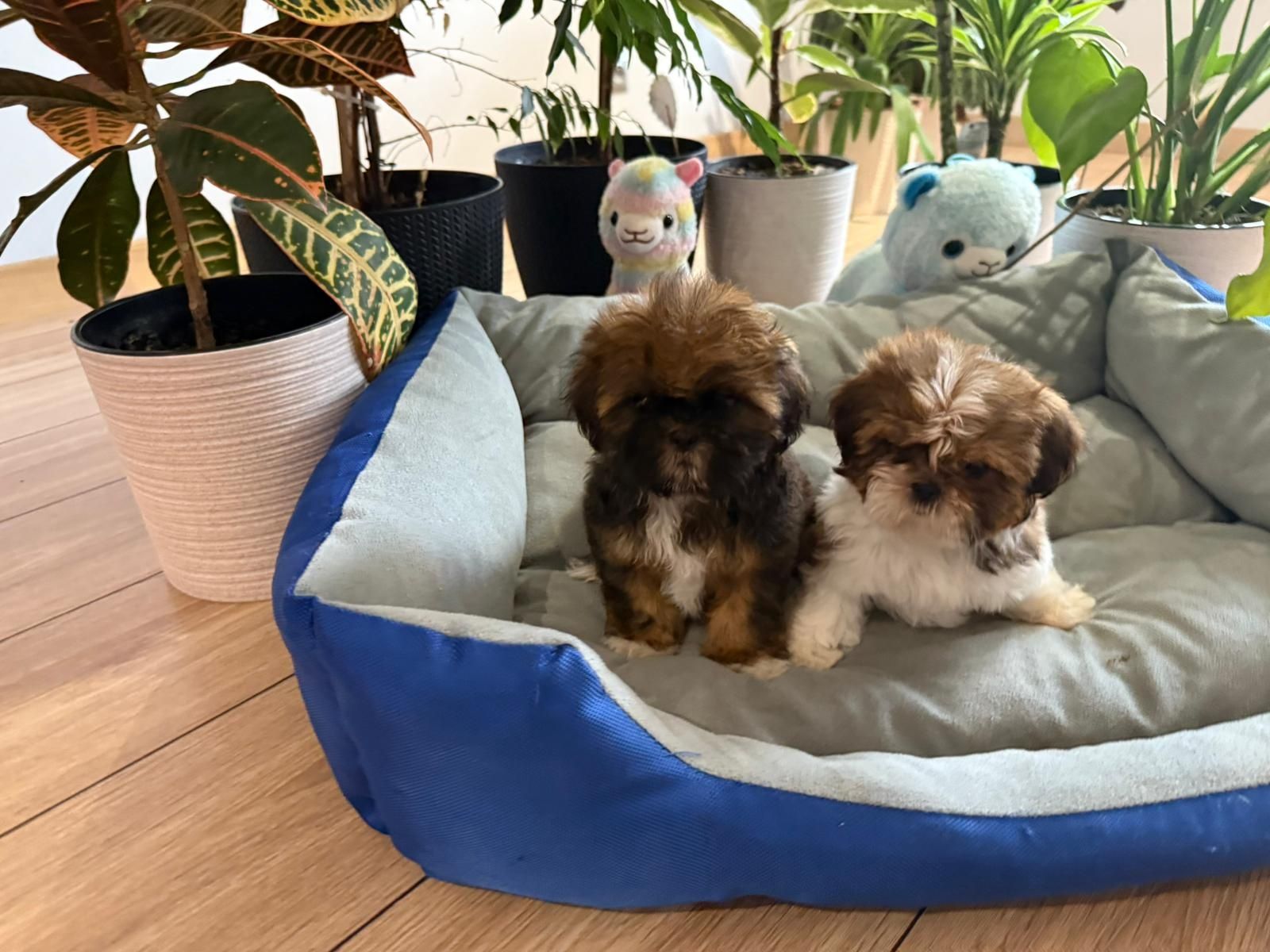 Shih tzu suczka tri color