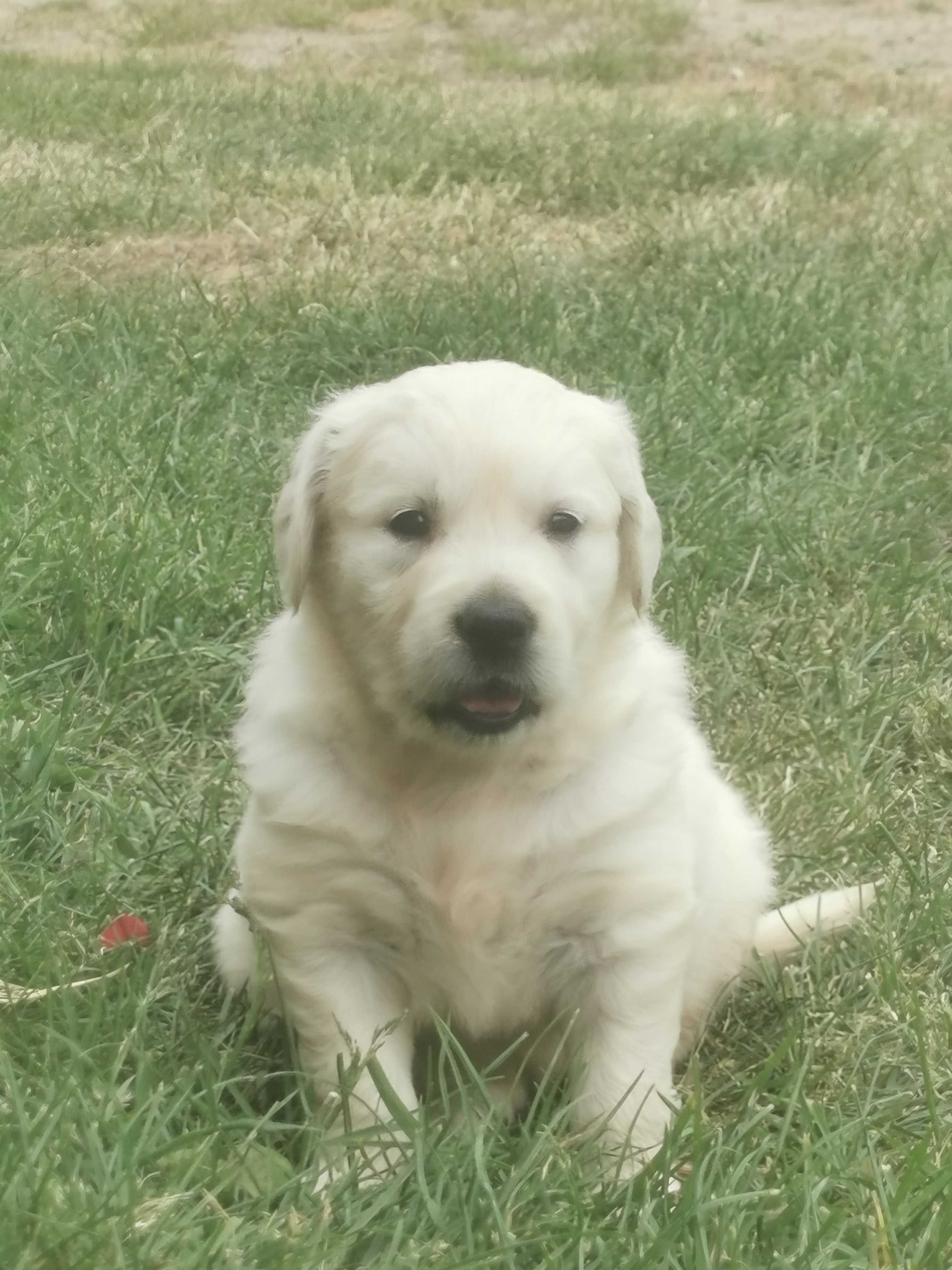 Golden retriever piesek