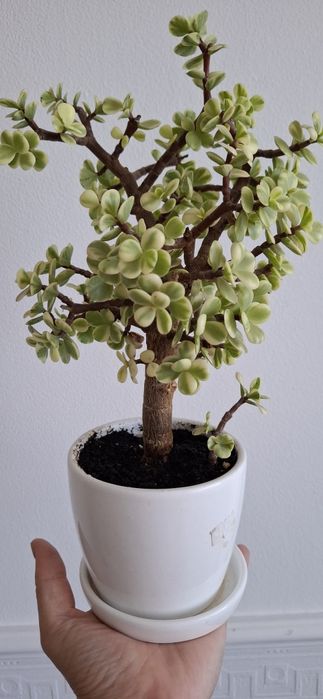 Портулакарія Афра варієгата