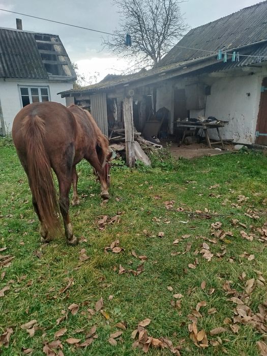 Продається кобила