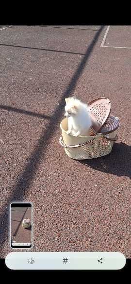 Мечтали о померашке? Супер-иини щенки ищут Семьи! Киев, КСУ. Доставка.