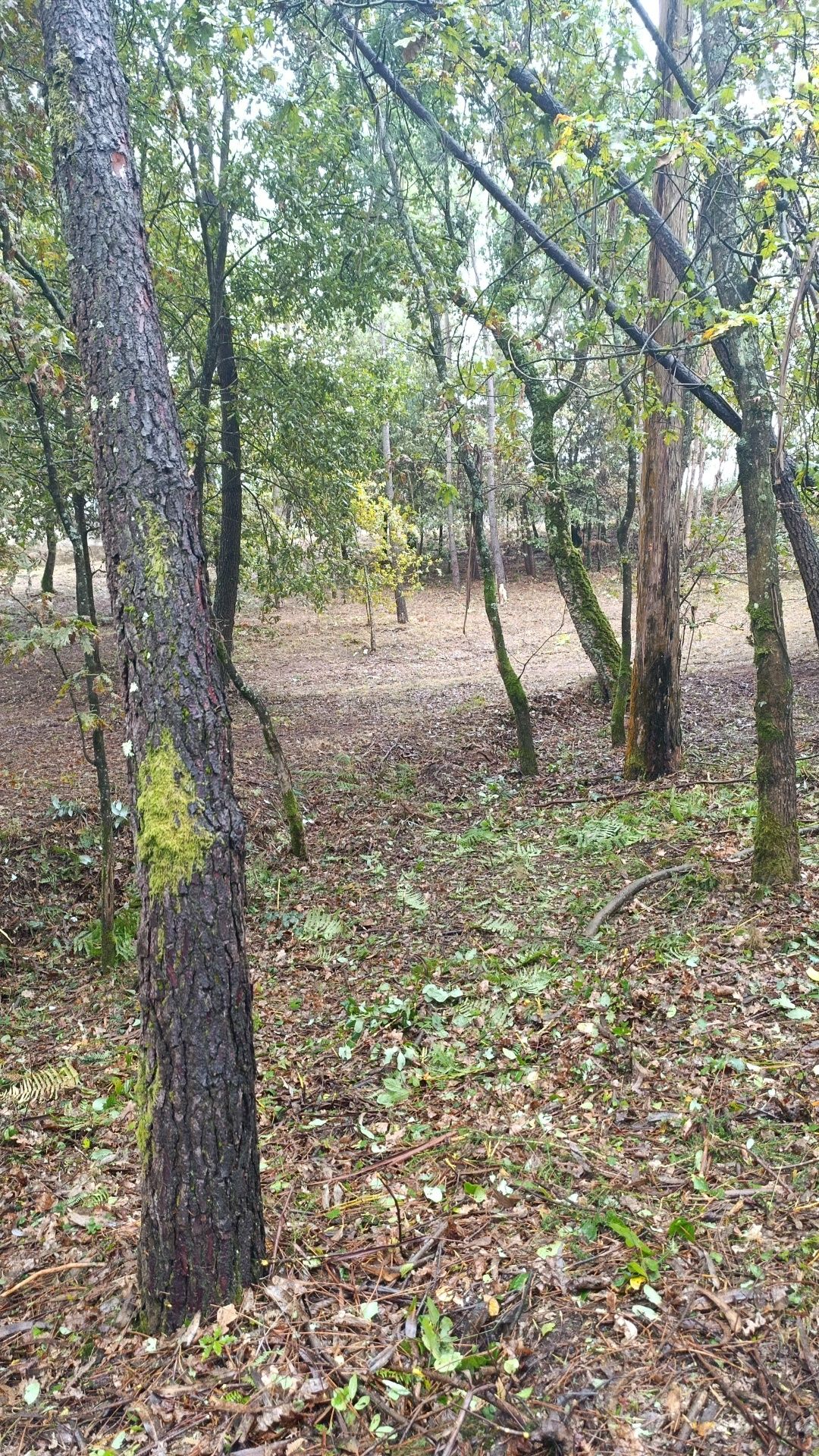 Limpeza de terrenos