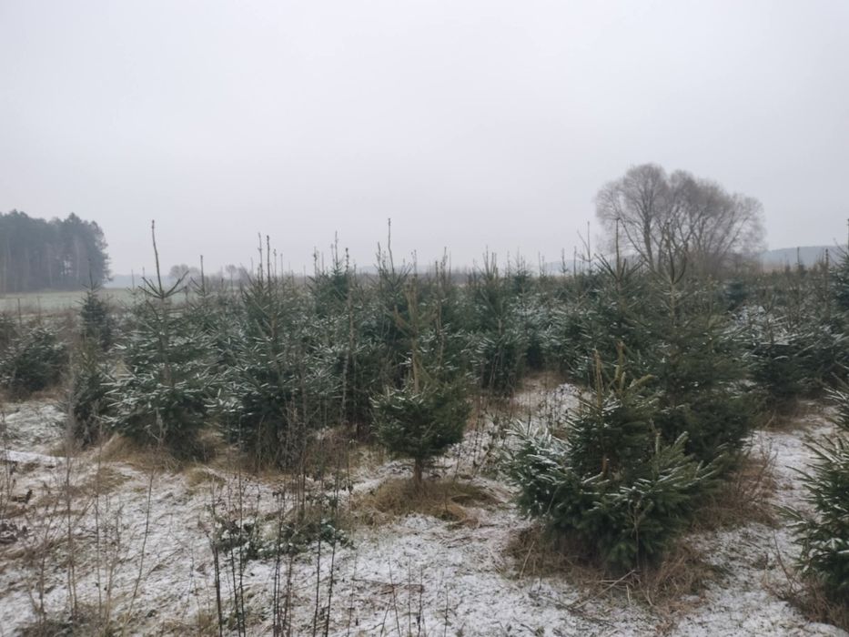Choinki świerk zwykły oraz srebrzysty