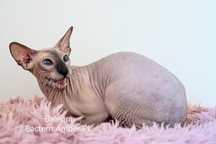 Peterbald dorosła koteczka