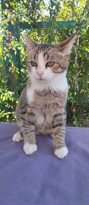 Котик шукає родину