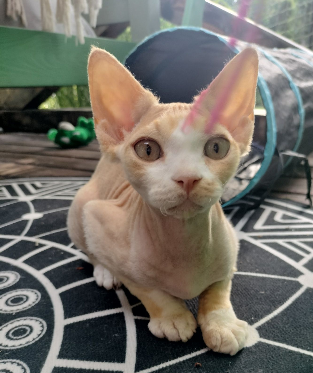 Gambit kocurek Devon Rex