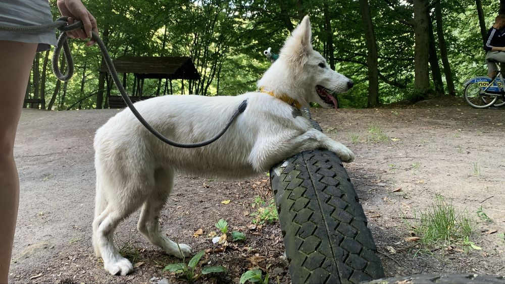 Кінолог/дресирування собак