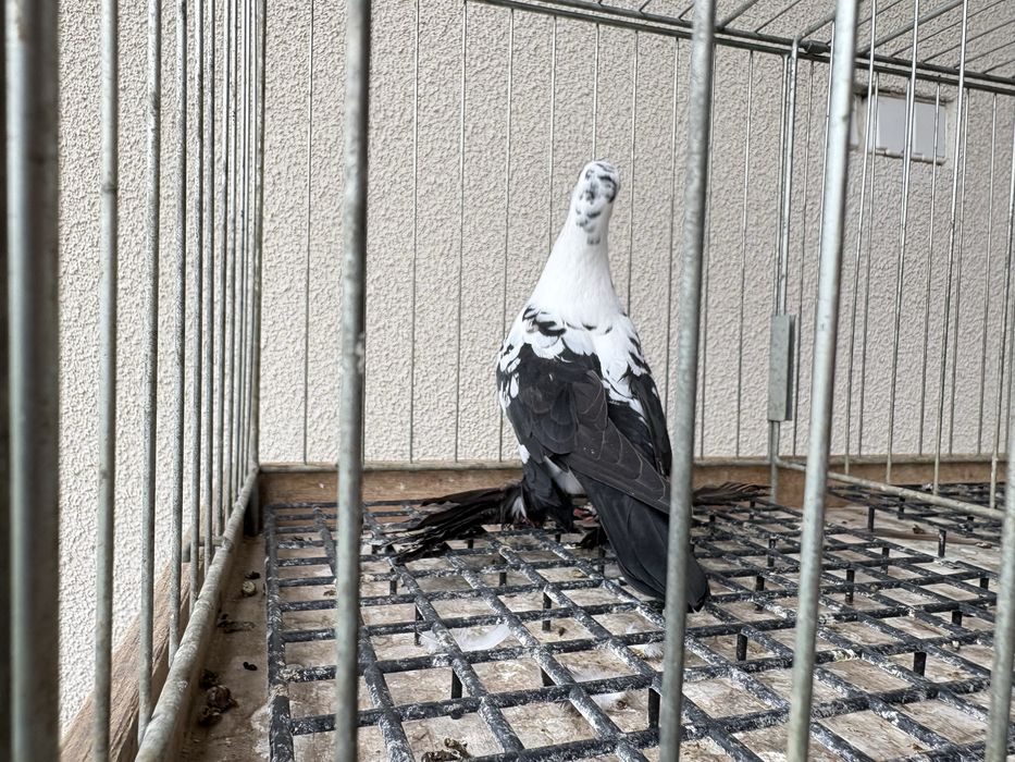 Motyle czarne gołębie ozdobne