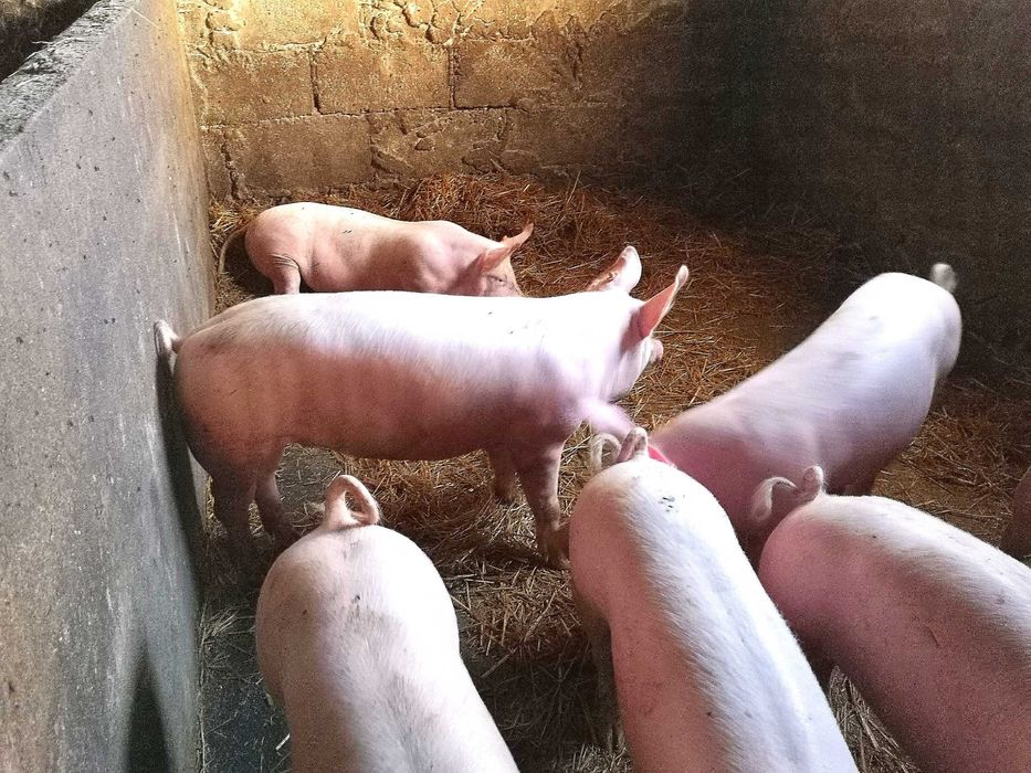 Świnki, prosiaczki, do jedzenia do wychowu