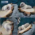 Króliczki 100% Mini Lop Hodowla Sweet Passion Mini Lop małe baranki