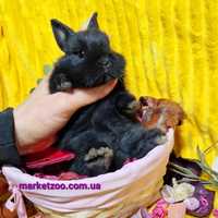 Міні нідерландський кролик чорного окрасу