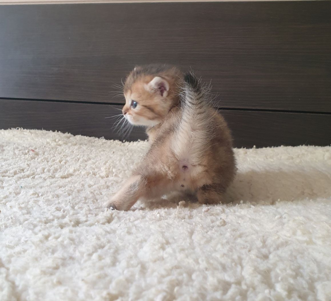 Британские котята