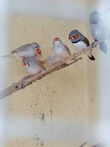 Mandarins, Pássaros, aves, Bengalins