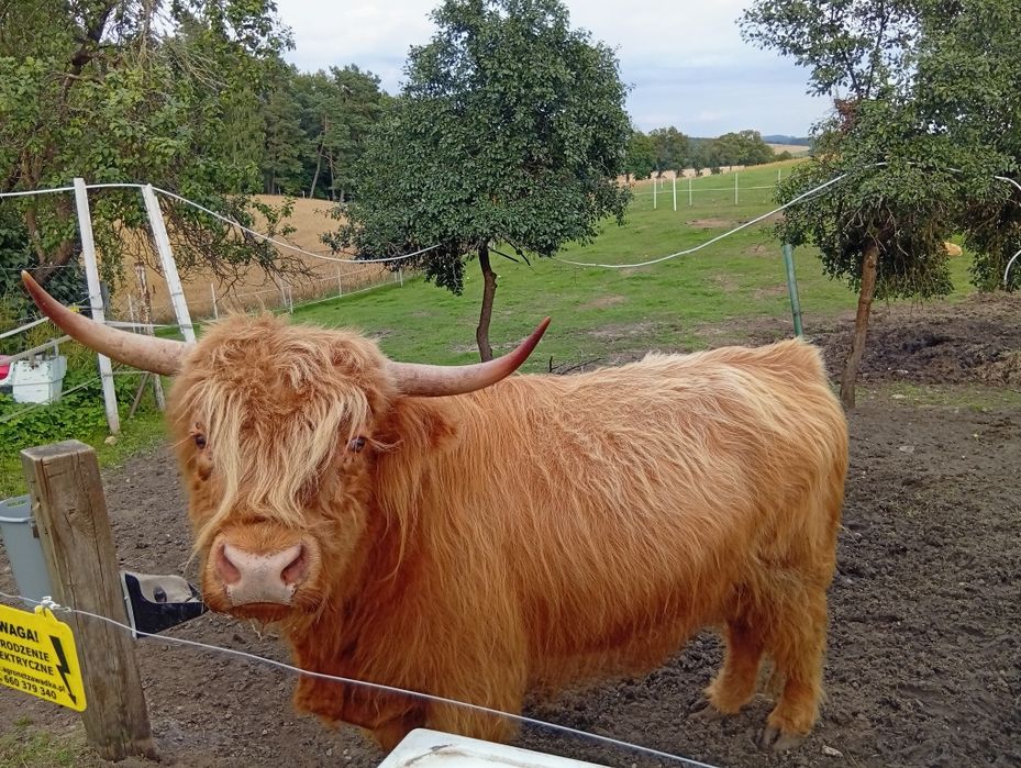 Byk reproduktor Highland rasa szkocka wysokogórska