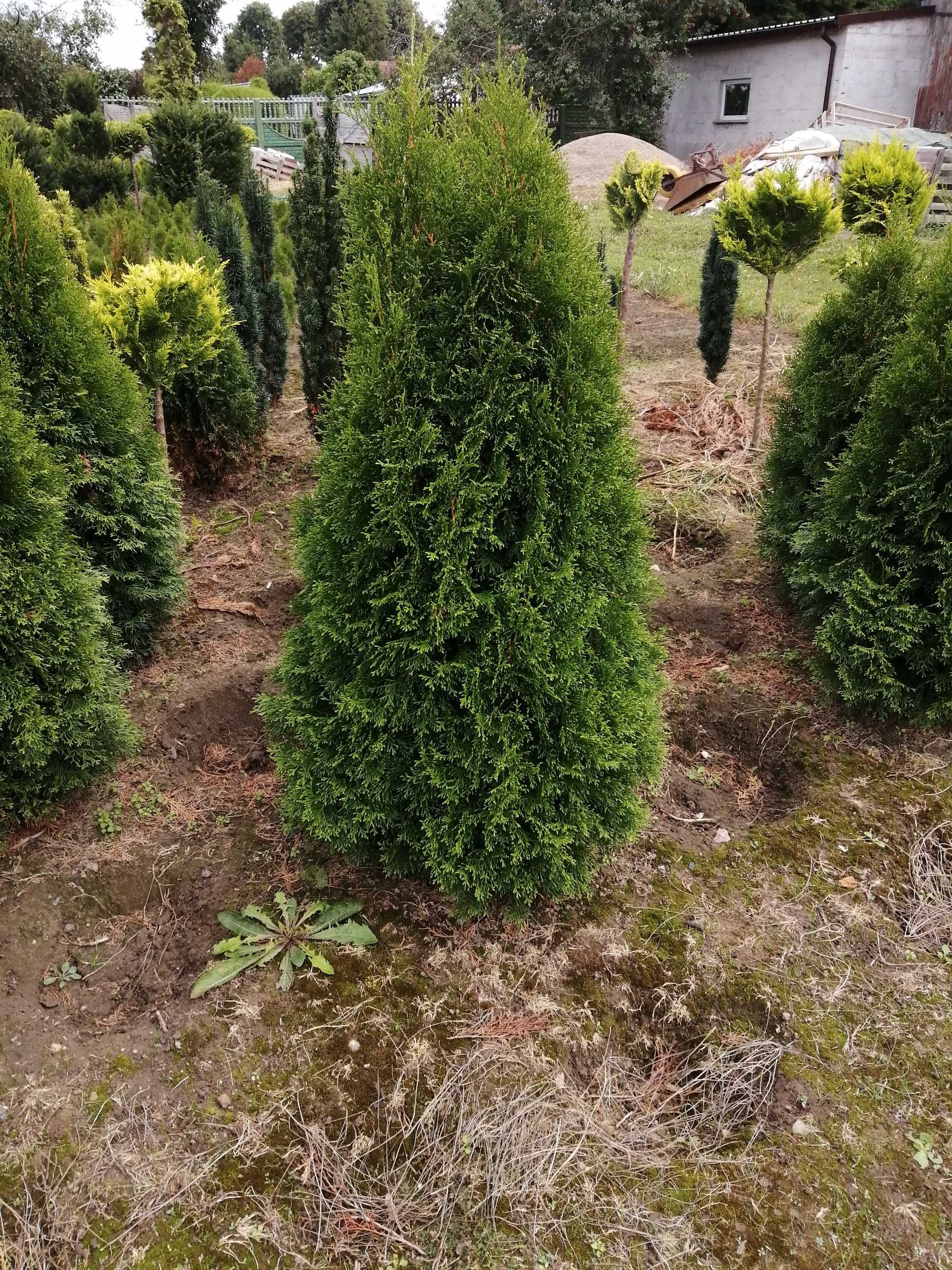 Thuja tuja szmaragd