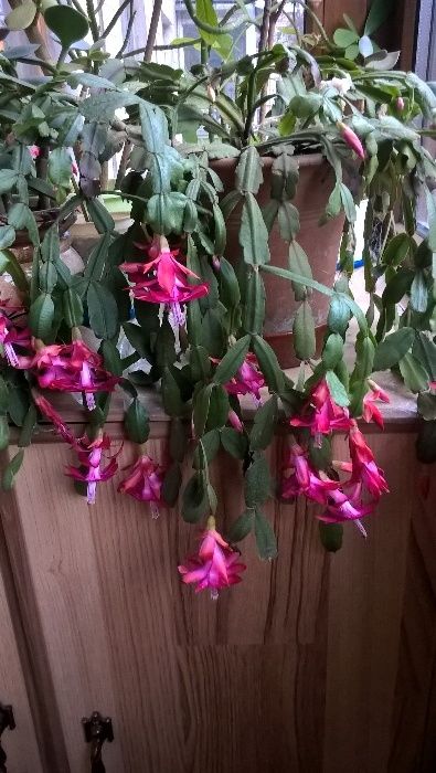 Декабрист, рождественник