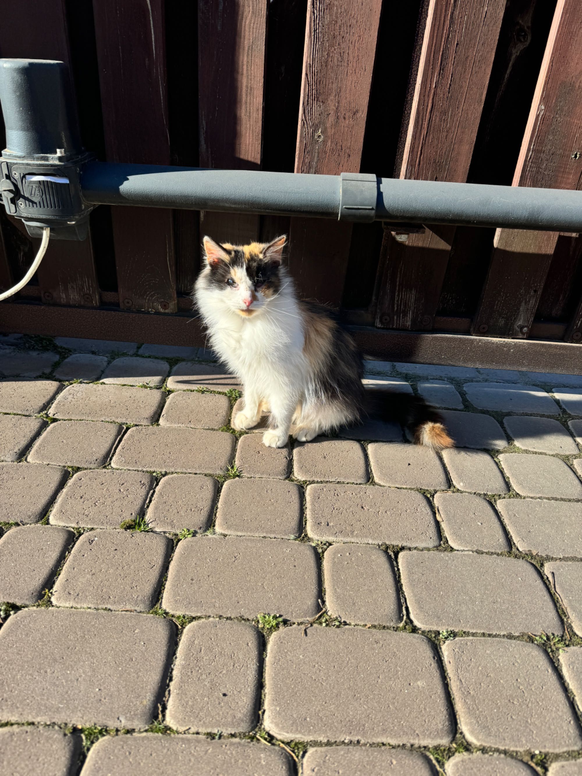 Котята кошенята кот кошка кіт кішка бесплатно