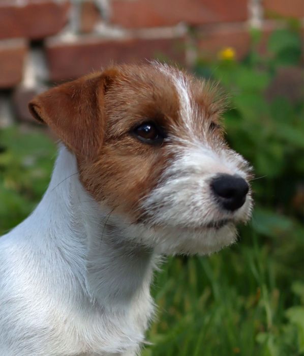 Jack Russell Terrier