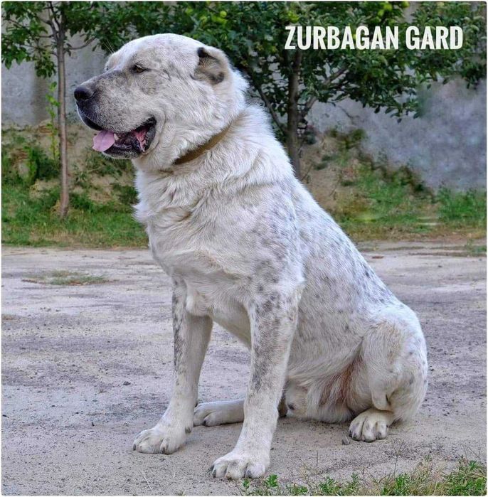 Кобель алабая для в'язок