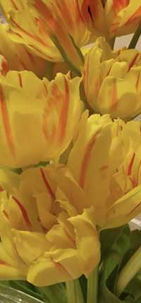 Tulipany. Żółto-czerwone tulipany