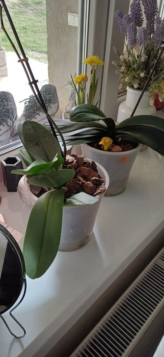 Орхидеи разные 200 250 грн