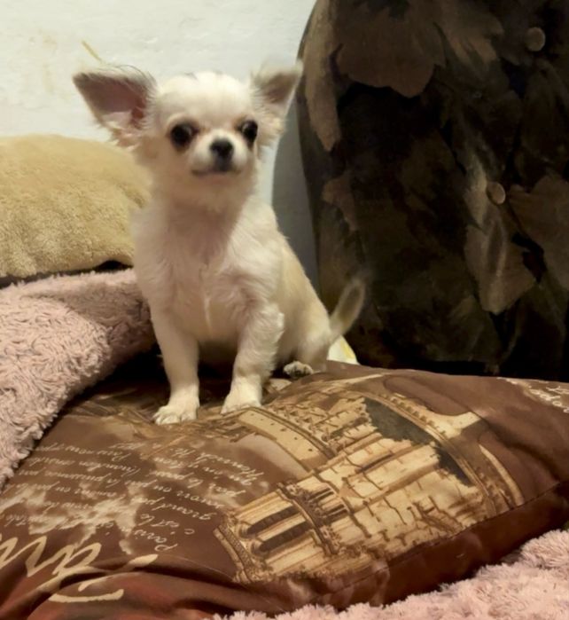 Міні чихуахуа хлопчик