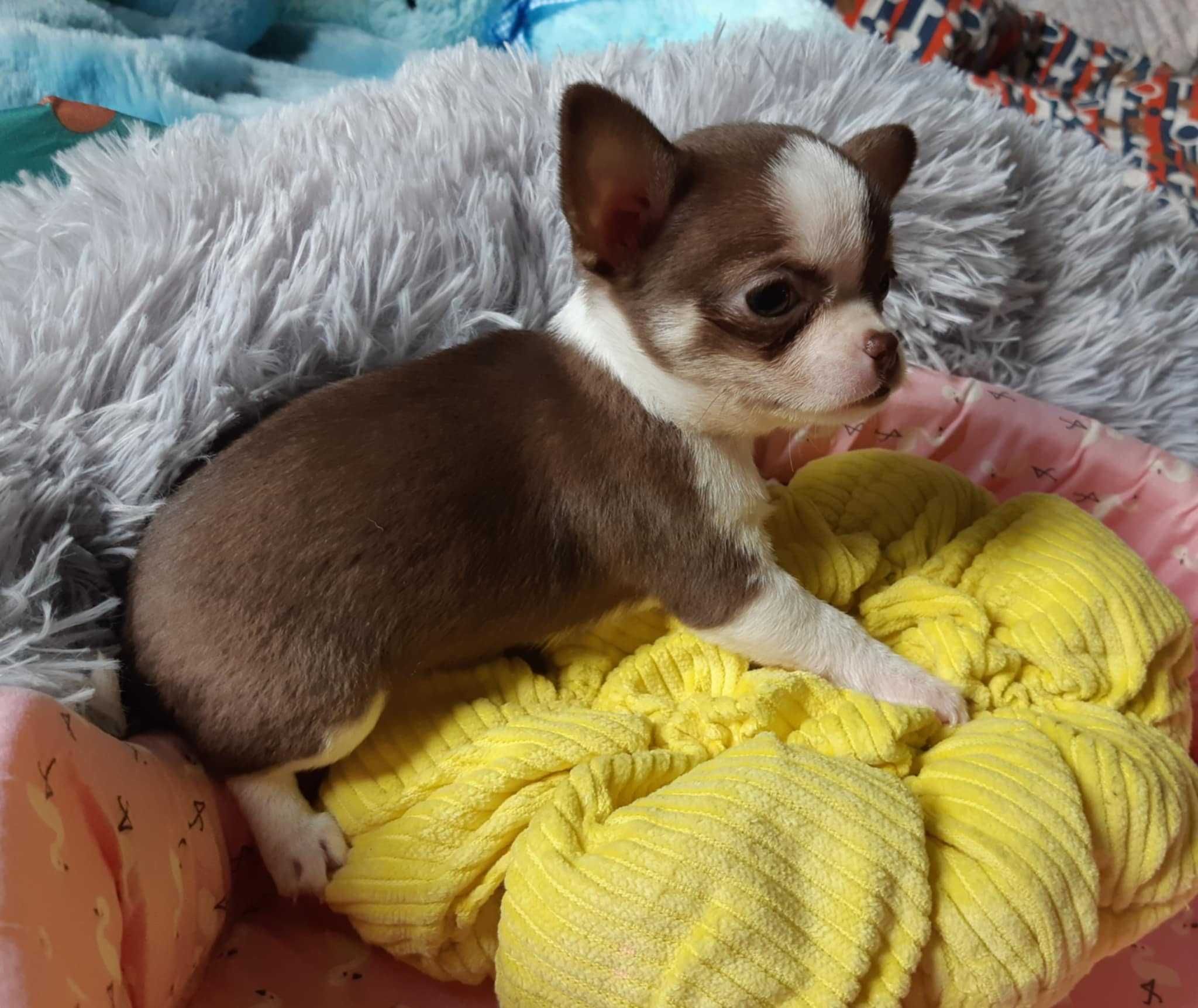 Suczka chihuahua krótkowłosa z badaniem głowy i serca
