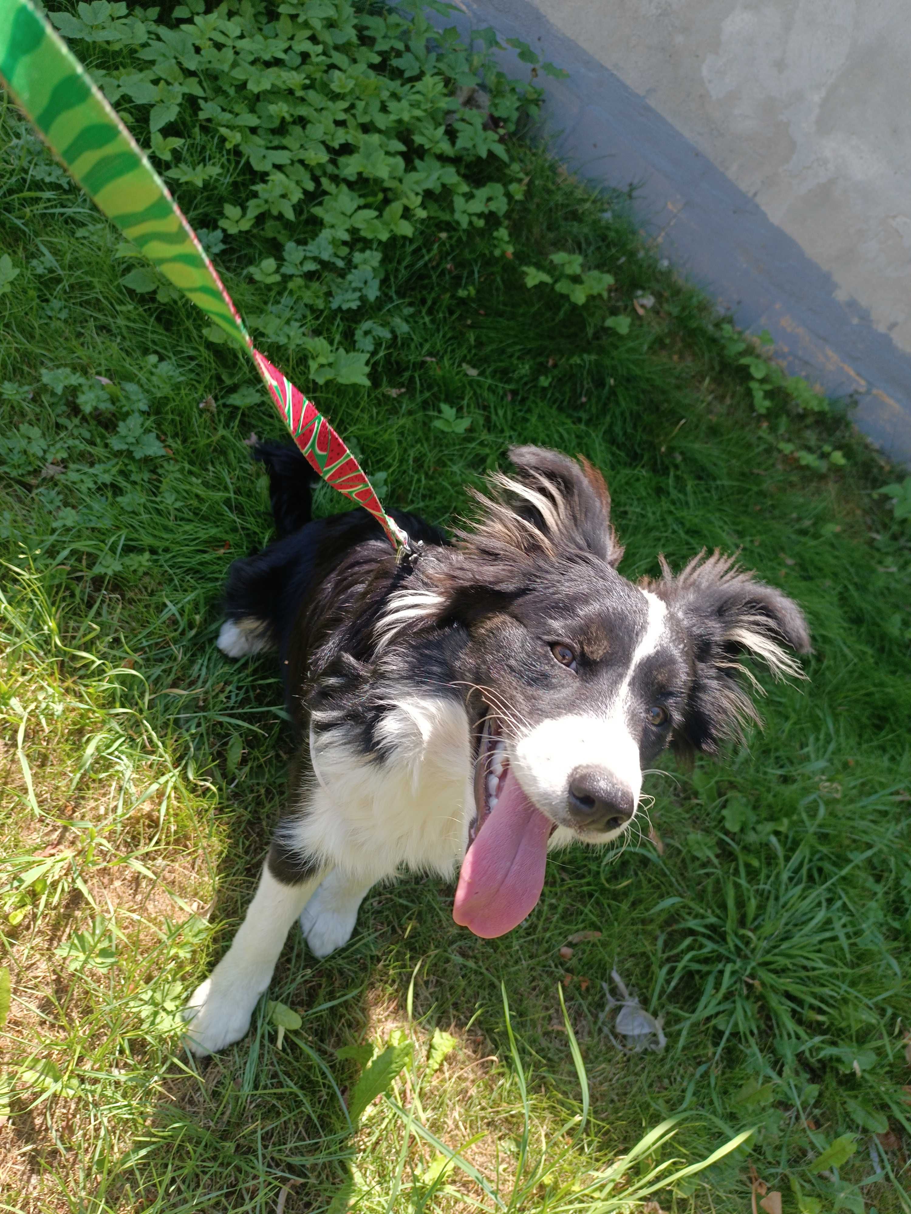Suczka border Collie