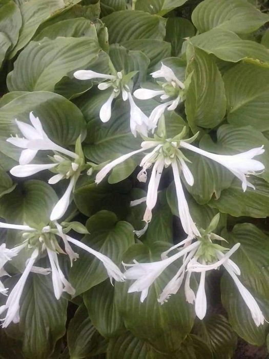 Квіти і лікарські трави саджанці і насіння .