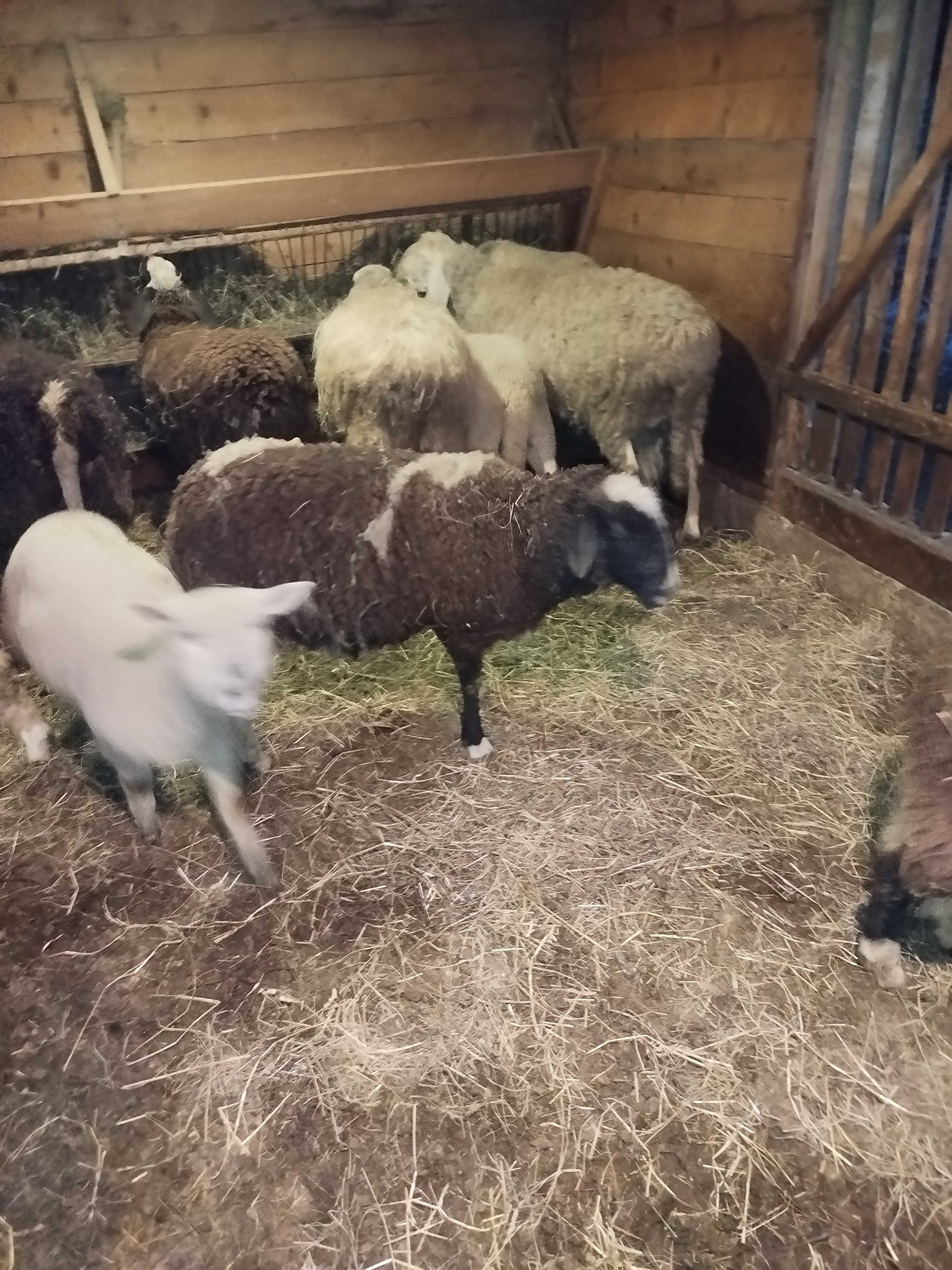 Owce bergschaft z  jagnięciem kamerunka kotna, kosiarka rotacyjna