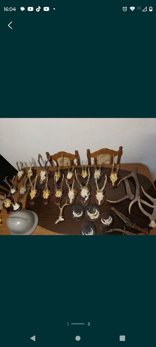 Poroża Rogi łoś jeleń sarna