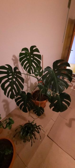 Monstera Dziurawa OLBRZYMIA sprzedam