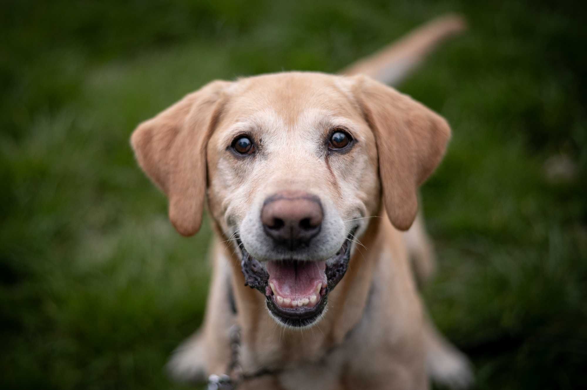 biszkoptowy labrador Bodo