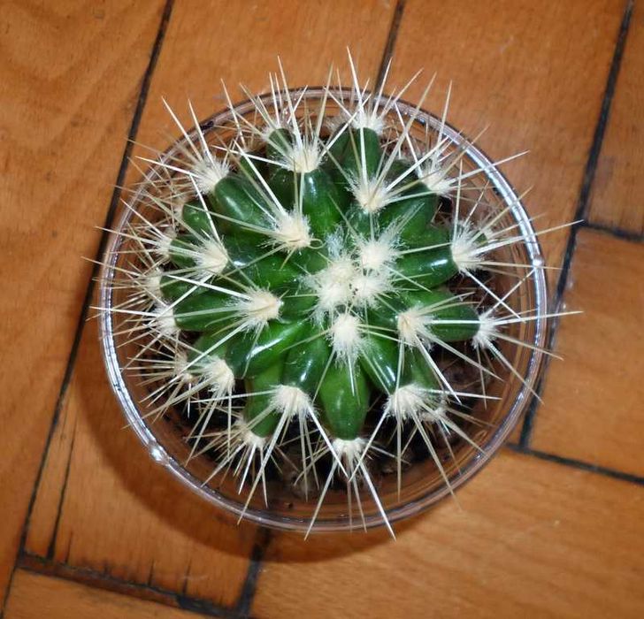 Домашний кактус Эхинокактус Грузони