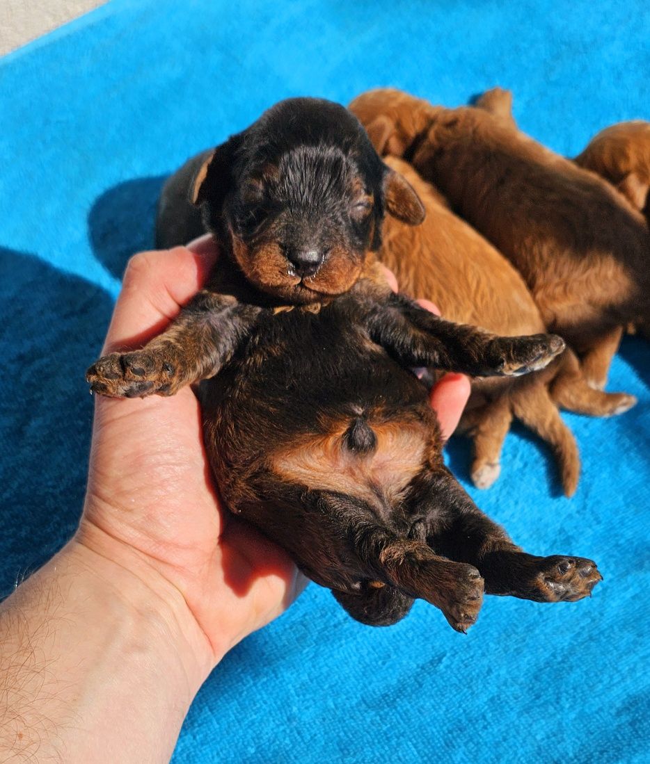 Cavapoo cavadoodle piesek f1b