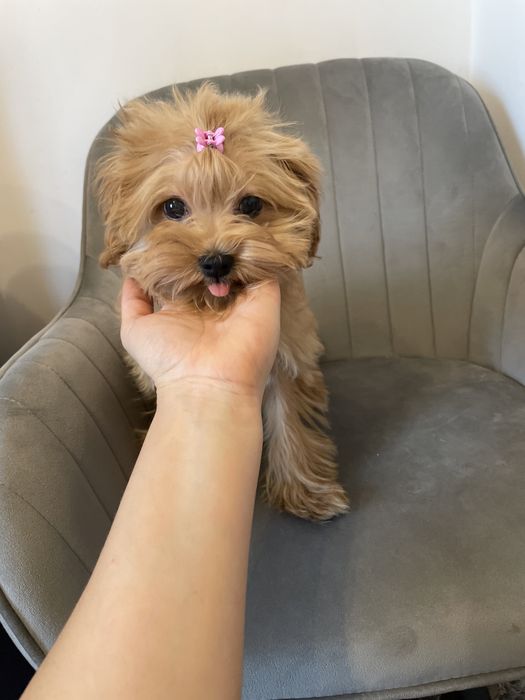 Дуже ніжна дівчинка Lola, мальтипу f1