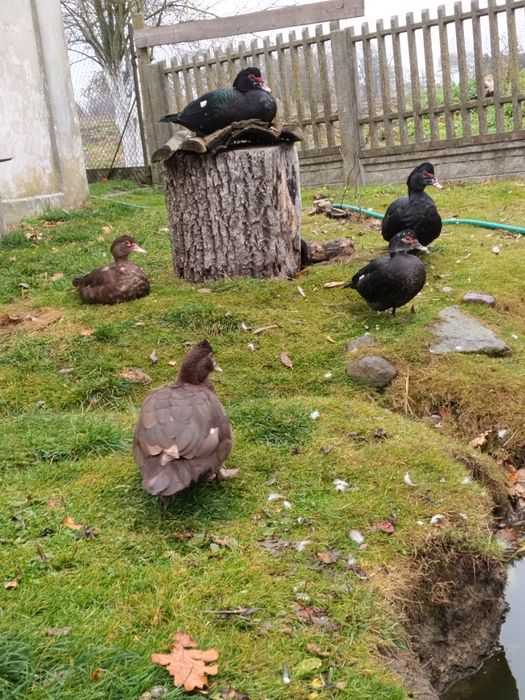 Kaczki francuskie piżmowe