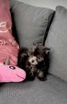 Yorkshire terrier piesek merle