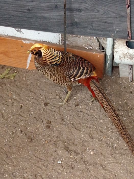 Faisōes dourados e leyds novo deste ano saudável