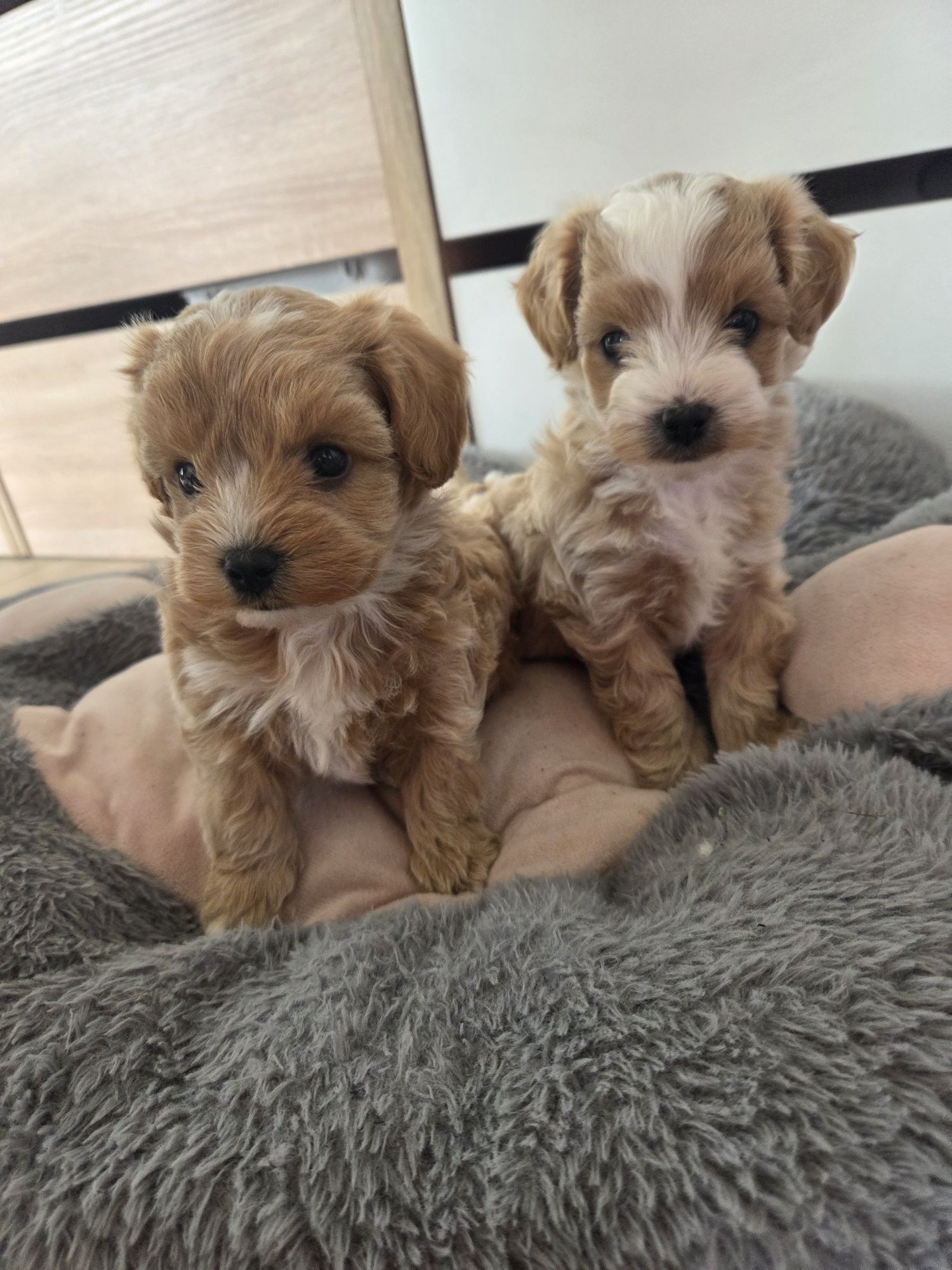 MALTIPOO śliczny chłopczyk