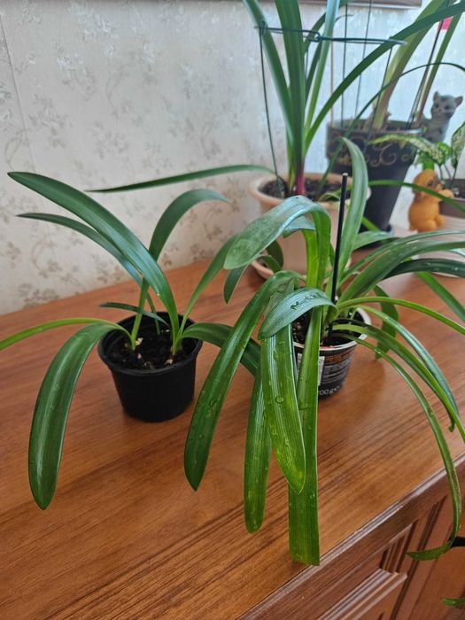 Sprzedam młode cebulki amarylisów w doniczkach.