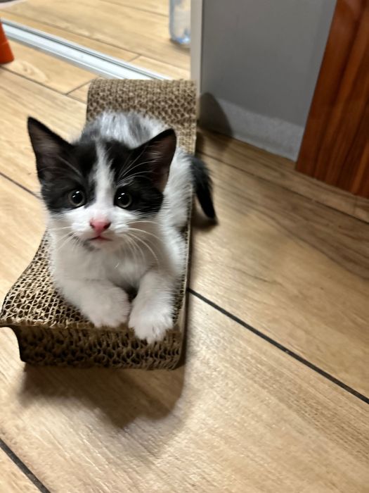 Małe kotki za darmo