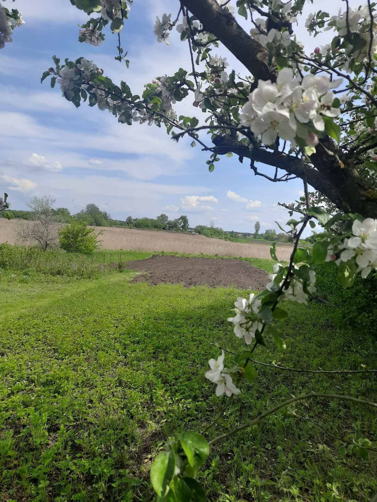 Продається земельна ділянка у с.Мирівка, Кагарлицький р-н Київська обл