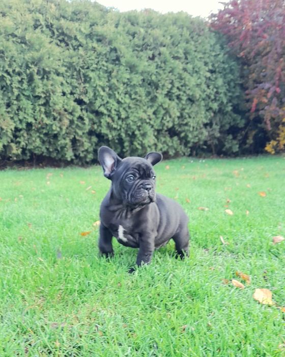 Buldog francuski z rodowodem