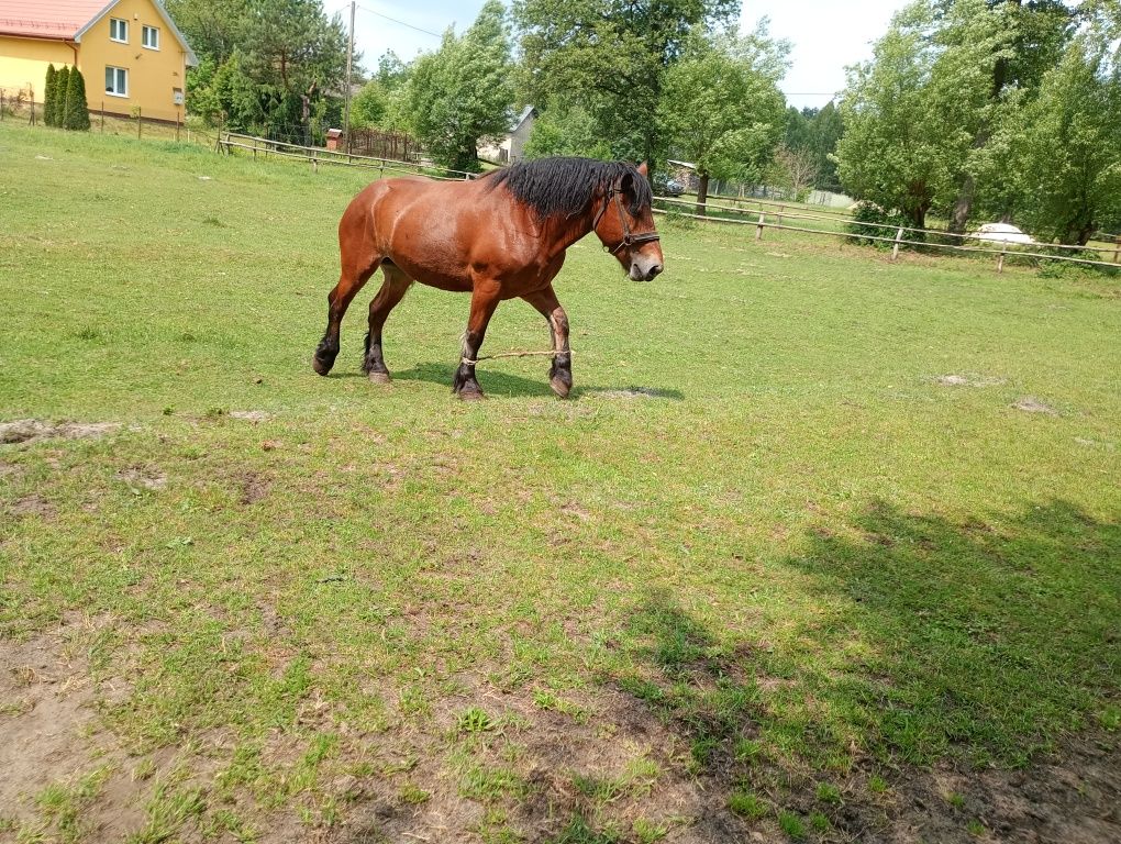 Klacz zimnokrwista