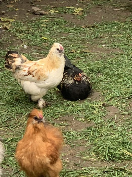 Пухові кури бентамки