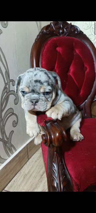 Мерле французский бульдог