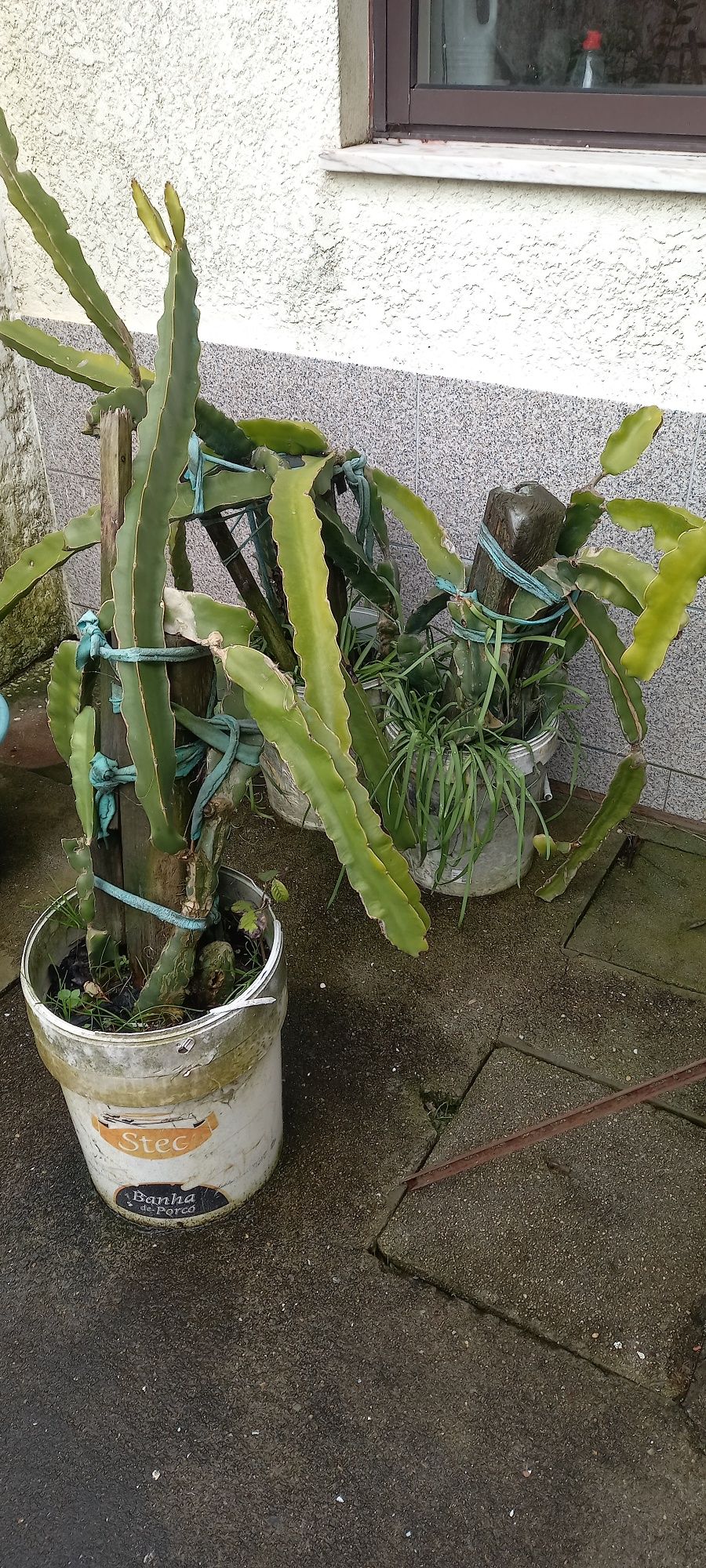mudas de pitaya varios tamanho
