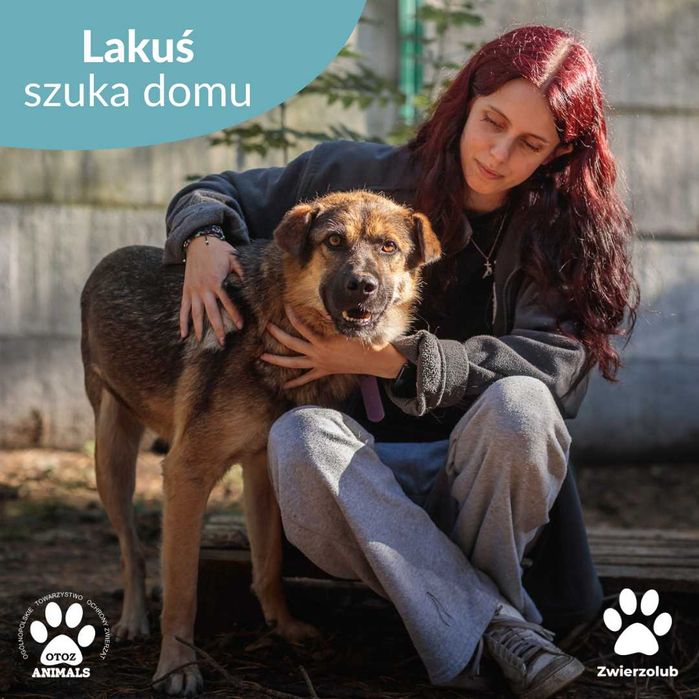 Lakuś - cudny psiak szuka domu!